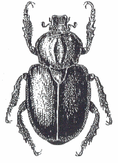 Osmoderma eremita - scarabée pique-prune